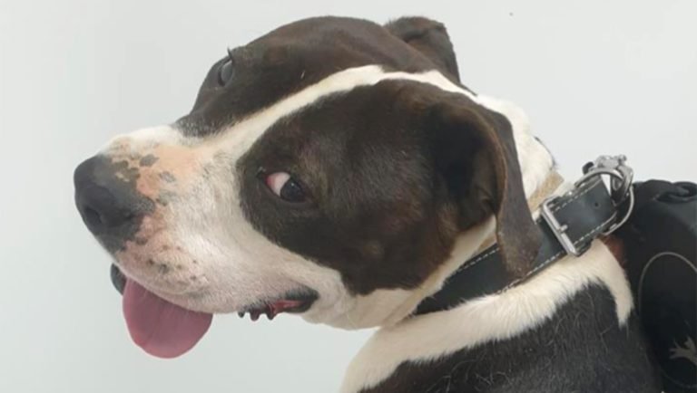 Importanța deparazitării externe la câine