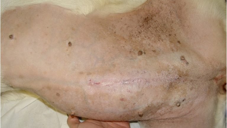 Managementul pacienților aflați în tratament cu glucocorticoizi