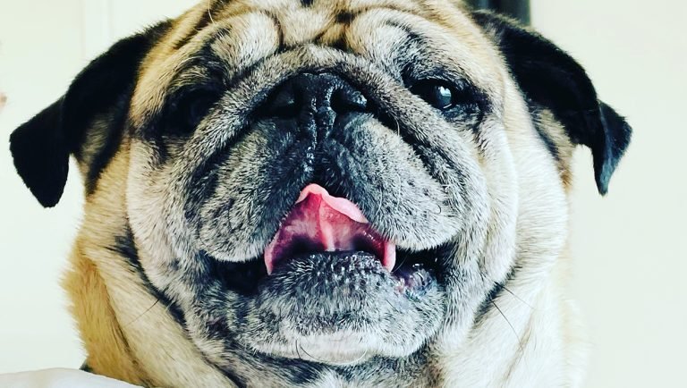 Hipotiroidismul la caine