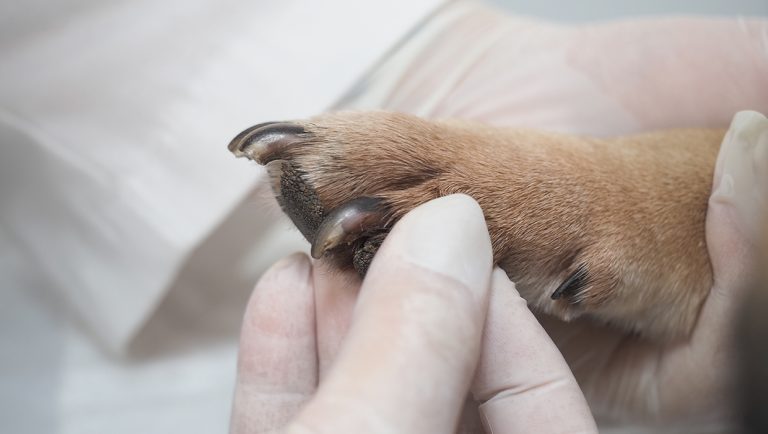 Consultația dermatologică veterinară de specialitate