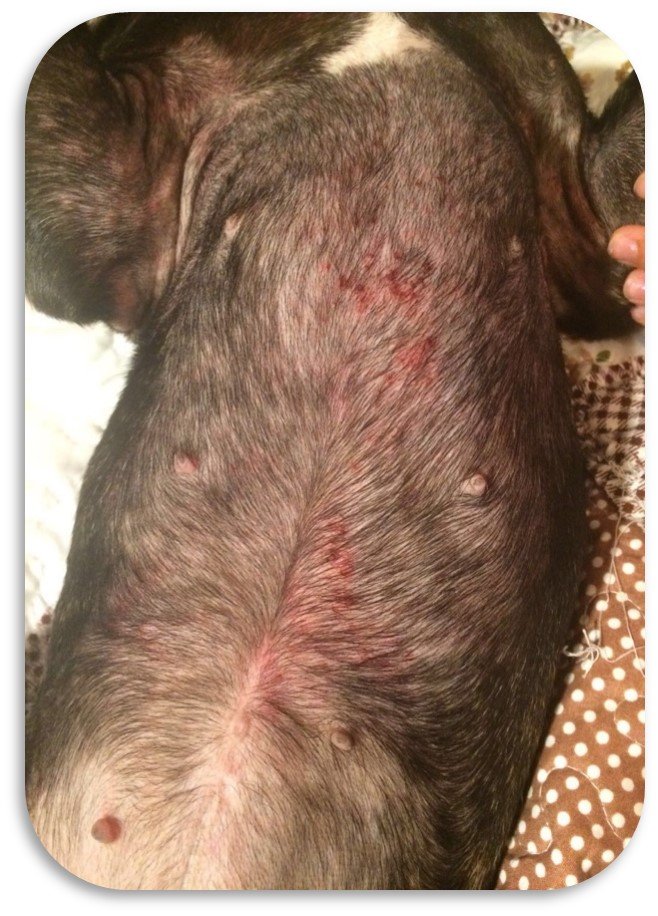 Figura 1. Dermatita atopică la câine. Sub tratament cu ciclosporină