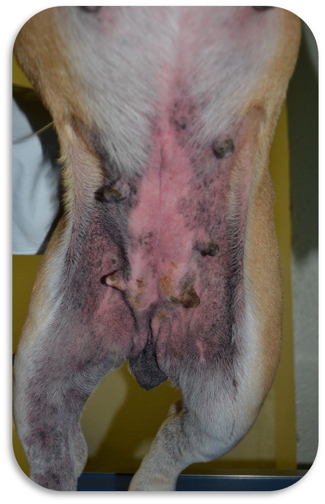 Figura 2. Dermatita atopică la câine. Sub tratament cu ciclosporină