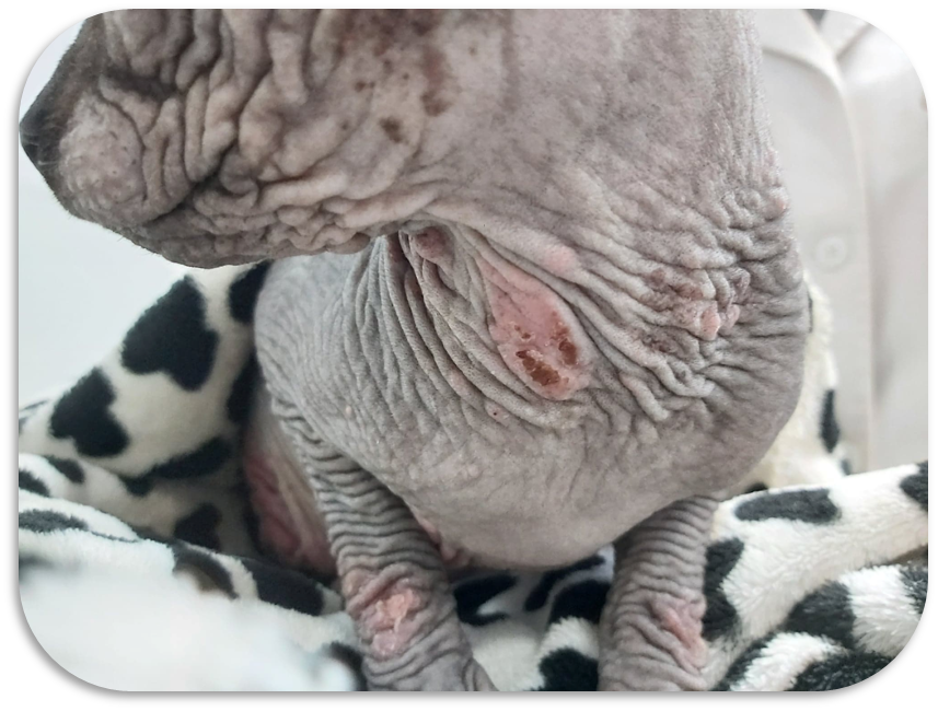 Figura 6. Complexul granulomului eosinofilic felin. Sub tratament cu ciclosporină