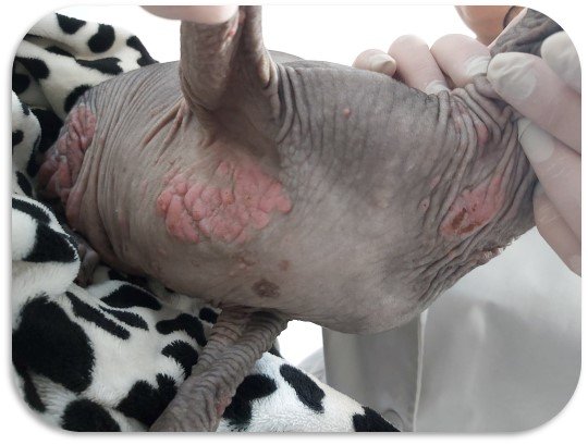 Figura 7. Complexul granulomului eosinofilic felin. Sub tratament cu ciclosporină.