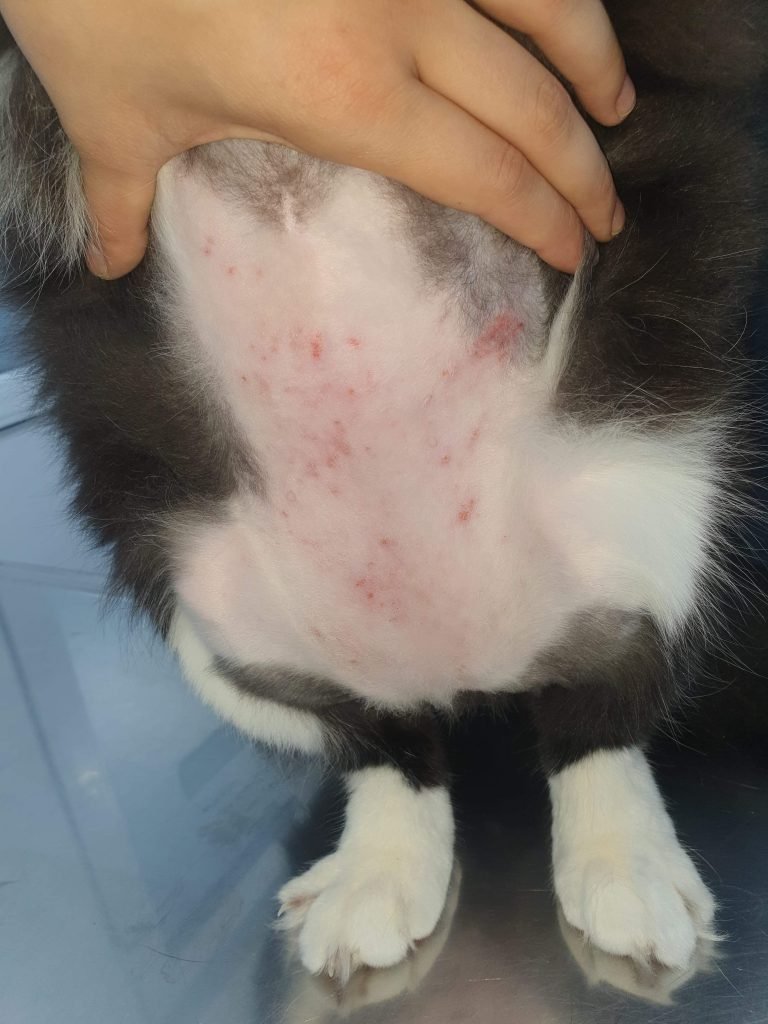 Hipersensibilitatea la înțepătura de purice la pisică