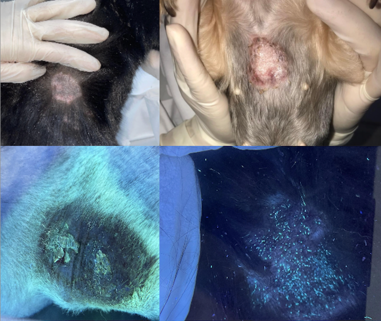 Dermatofitoza la câine și pisică