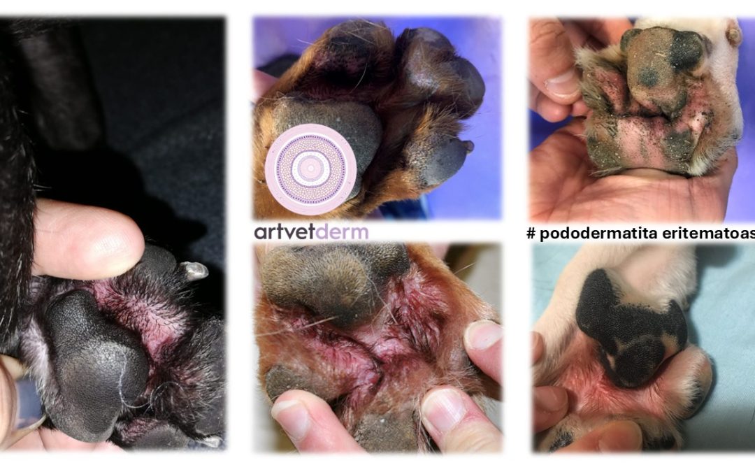 Spalăm sau nu câinele pe picioare atunci când vine de afară?