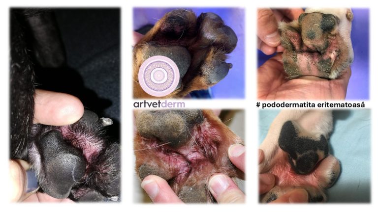 Spalăm sau nu câinele pe picioare atunci când vine de afară?