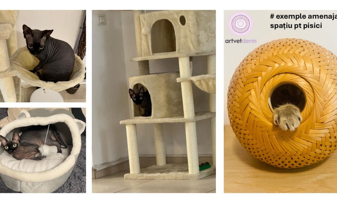 Îmbunătățirea calității vieții pisicilor: Despre planul MEMO