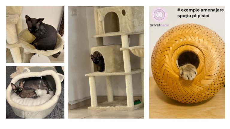 Îmbunătățirea calității vieții pisicilor: Despre planul MEMO