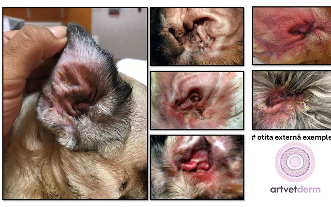 Otita externă la câine: ce este și cum o putem identifica din timp, de acasă