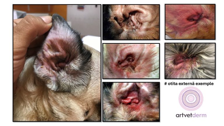 Otita externă la câine: ce este și cum o putem identifica din timp, de acasă?