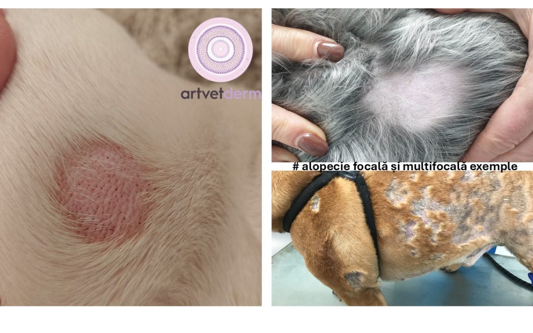 Căderile masive de blană la câine