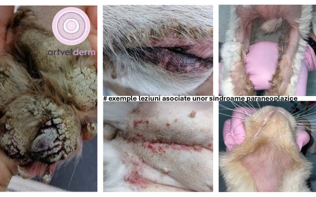 Sindroame paraneoplazice cutanate la câini și pisici