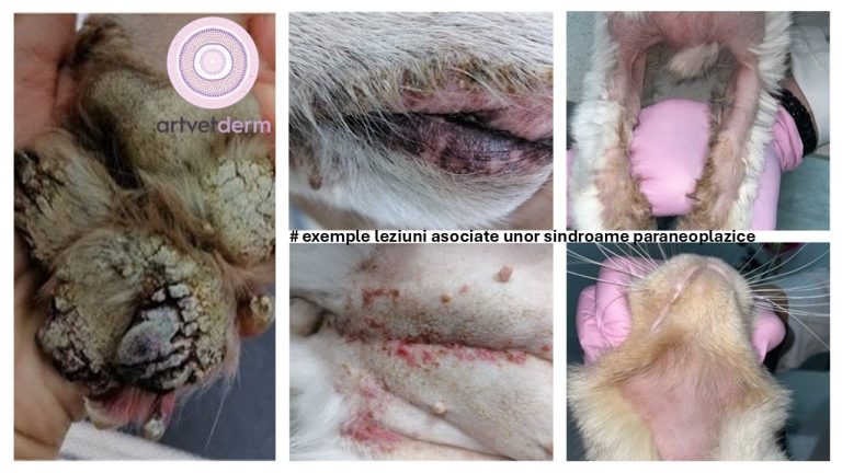 Sindroame paraneoplazice cutanate la câini și pisici