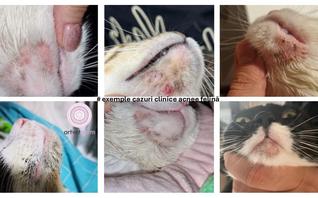 Acneea felină (acneea pisicilor, acneea bărbiei, infecția bărbiei)