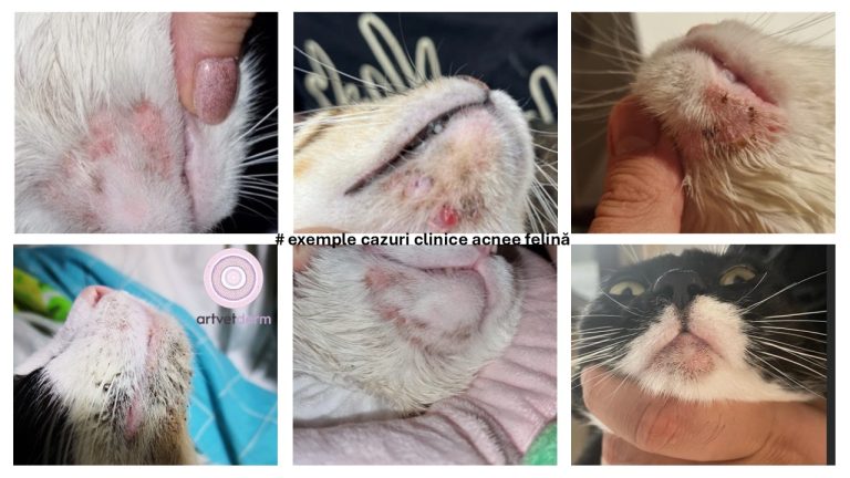 Acneea felină (acneea pisicilor, acneea bărbiei, infecția bărbiei)